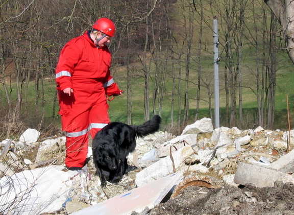 Tr&uuml;mmersuchhund bei einer &Uuml;bung