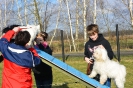 Hundeschule_1