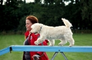 Hundeschule_6